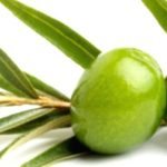 Olive Leaf Magic: Unlocking the Health Secrets