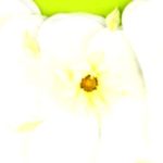 Pantiliners: Unsung heroes of hygiene? Discover their surprising benefits and smart usage tips. Pantiliners: Unsung heroes of hygiene? Discover their surprising benefits and smart usage tips.