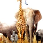 Surprisingly Deadly: The Animals That Kill the Most People Every Year