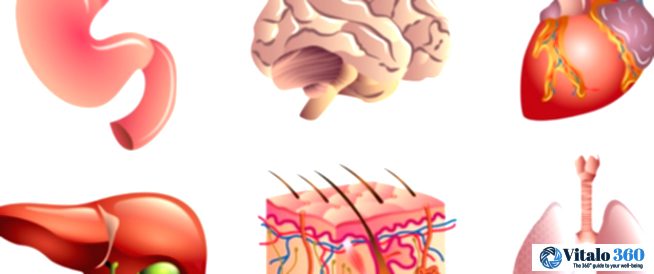 Your Body’s Biggest Stars: A Surprising Size Guide