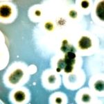 Bacteria: Tiny Life, Big Impact on You