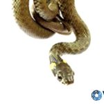 Hikers Beware: Snakes are Awake - Tread Carefully! Hikers Beware: Snakes are Awake – Tread Carefully!