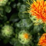 Saffron & Oil: A Comprehensive Guide