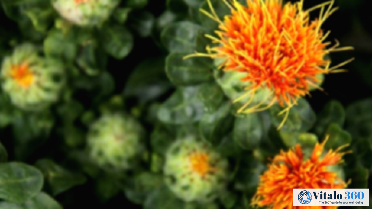 Saffron & Oil: A Comprehensive Guide