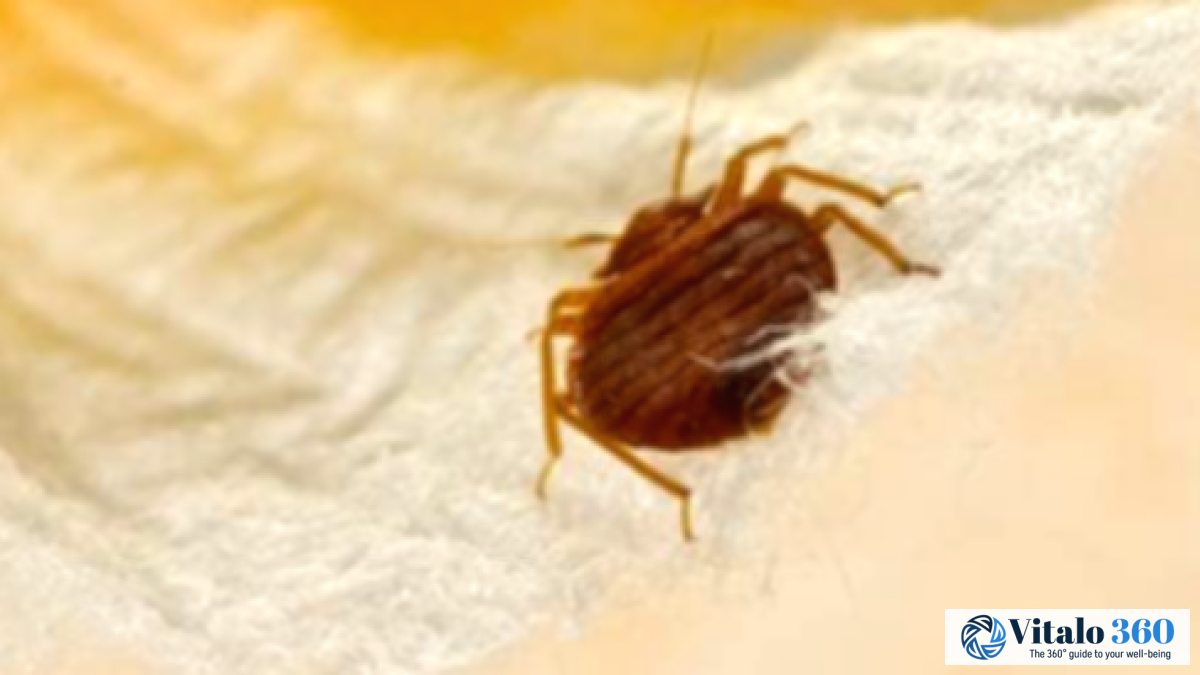 Essential Facts About Bed Bugs: Identification & Control
