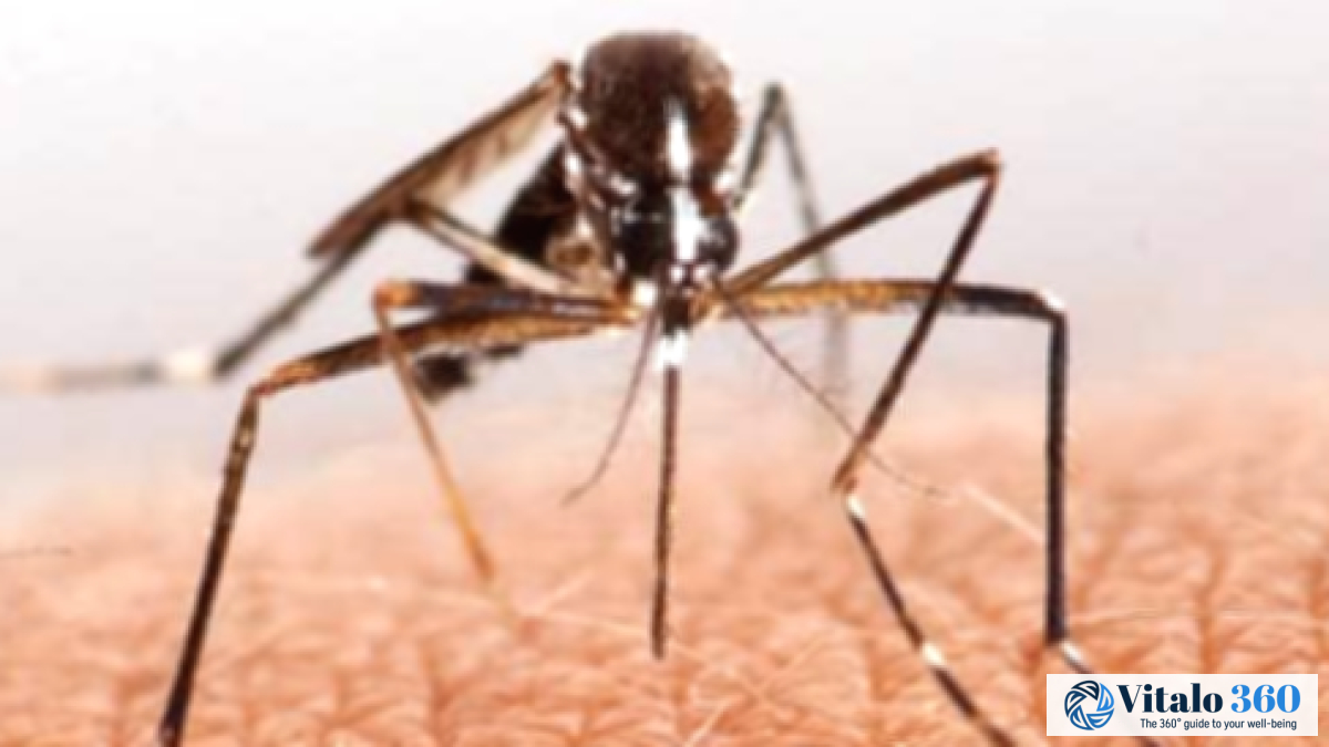 Malaria FAQs: Common Questions About Malaria