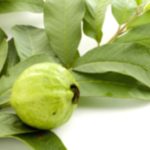 Guava Leaves: Discover The Amazing Health Benefits Guava Leaves: Discover The Amazing Health Benefits