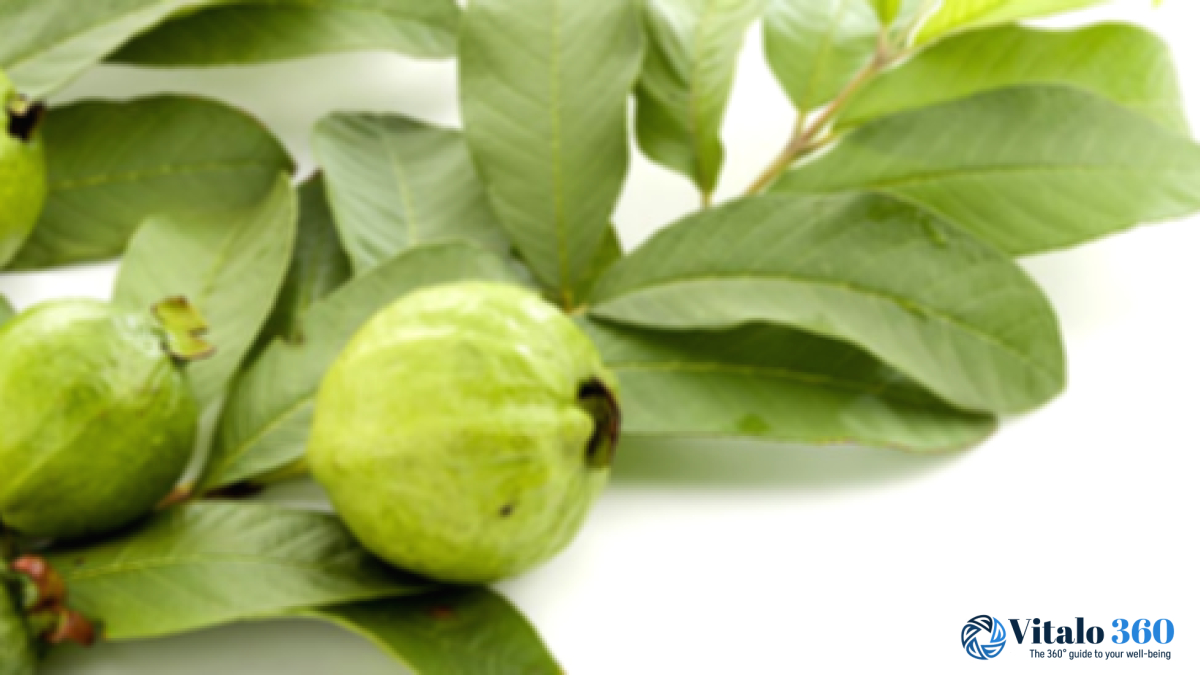 Guava Leaves: Discover The Amazing Health Benefits Guava Leaves: Discover The Amazing Health Benefits