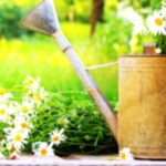 Medicinal Garden Flowers: Natural Healing at Home Medicinal Garden Flowers: Natural Healing at Home