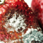 Moldy Food: When Is It Safe to Eat, and When Is It Risky?