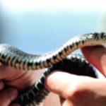 Snake Bites: What To Do Immediately After One Snake Bites: What To Do Immediately After One