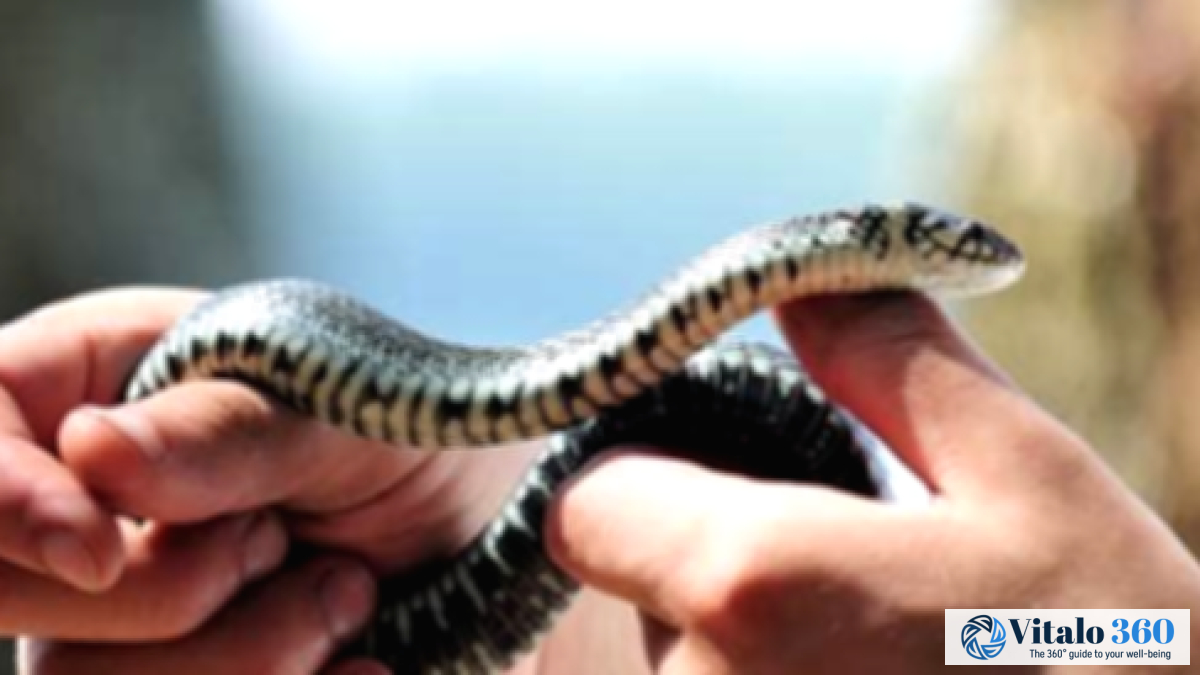 Snake Bites: What To Do Immediately After One