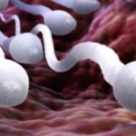 Sperm Facts: Key Insights for Male Fertility & Health Sperm Facts: Key Insights for Male Fertility & Health