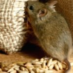 Serious Diseases Spread by Rats: What You Need to Know