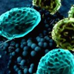 Amoeba Infections: What You Need to Know Amoeba Infections: What You Need to Know