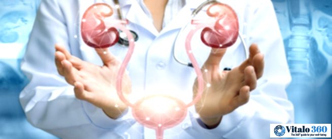 Your Urinary System & Bladder: Key Facts for Optimal Health Your Urinary System & Bladder: Key Facts for Optimal Health