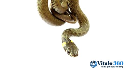 Hikers Beware: Snakes are Awake – Tread Carefully!