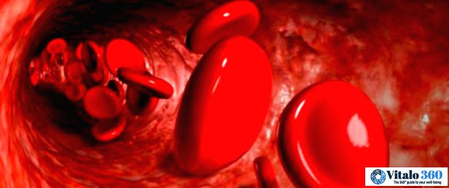 Your Blood’s Amazing Journey: How it Works