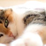 Cat Allergy Symptoms & Proven Relief Strategies