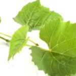 Grape Leaves: Surprising Health Benefits Explored