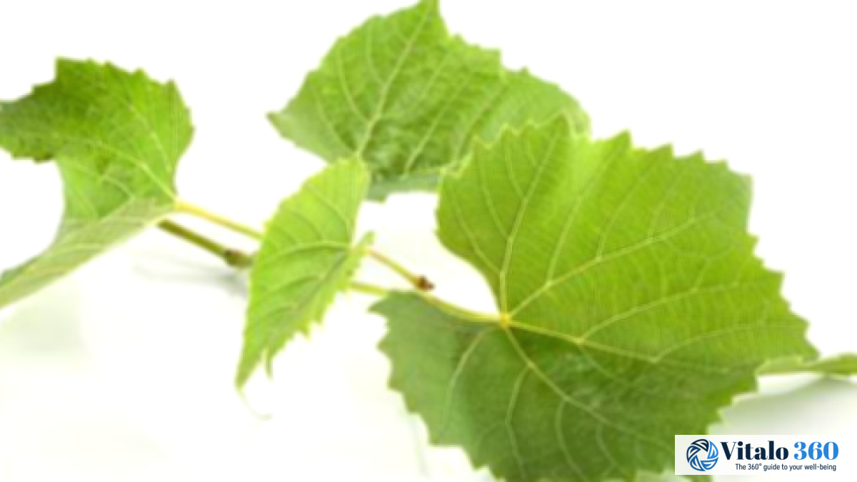 Grape Leaves: Surprising Health Benefits Explored