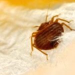 Essential Facts About Bed Bugs: Identification & Control