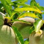 Green Almond Benefits: What You Need to Know Green Almond Benefits: What You Need to Know
