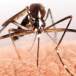 Malaria FAQs: Common Questions About Malaria Malaria FAQs: Common Questions About Malaria