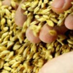 Barley Bran Benefits: A Guide to Better Health
