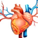 23 Surprising Facts You Didn’t Know About Your Heart