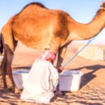 Camel Milk: Benefits and Risks You Should Know Camel Milk: Benefits and Risks You Should Know