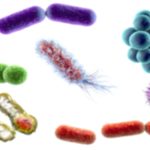 Resurging Diseases: Ancient Ailments Making a Comeback
